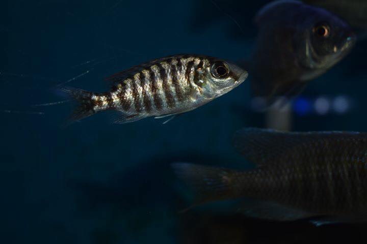 Protomelas fenestratus 'Mumbo Island'